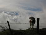 Cow in Clouds