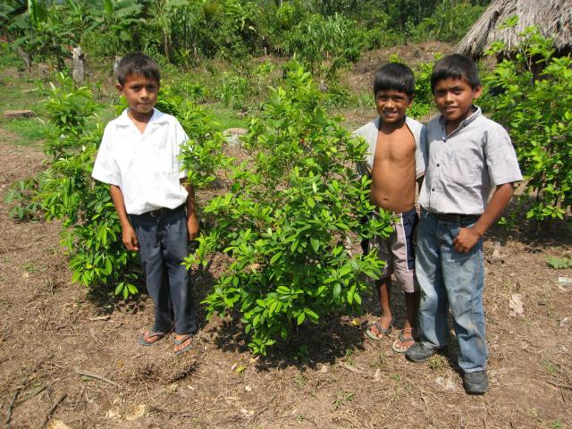 coca plant print